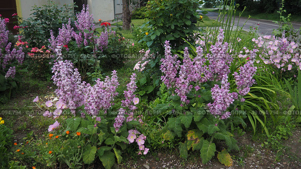 Salvia sclarea, the clary or clary sage, is a biennial short-lived herbaceous perennial in the genus Salvia. The plant has long been cultivated as an herb and is currently grown for its essential oil. Стоковое фото, фотограф Юлия Петровская / Фотобанк Лори