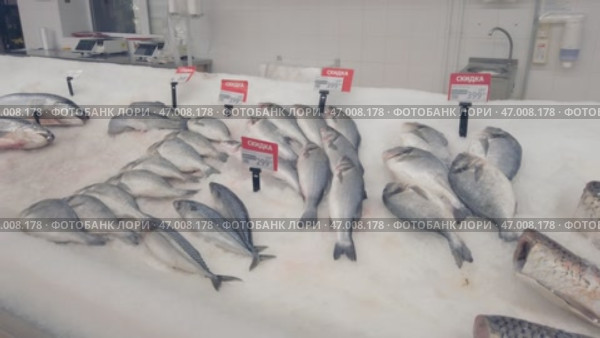 Samara, Russia - February 10, 2025: Frozen trout and salmon on the counter of a store or supermarket. Редакционное видео, видеограф Александр Прошкин / Фотобанк Лори
