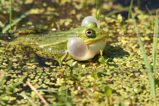 Самец лягушки прудовой (Rana Lessonae) надул резонаторы. Стоковое фото, фотограф Щеголева Ольга / Фотобанк Лори
