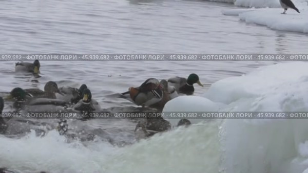 Самец утки мандаринки Aix galericulata, зимующий в стае крякв. Стоковое видео, видеограф Александр Мамонтов / Фотобанк Лори