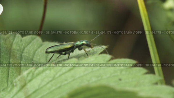 Самка жука Узконадкрылка (Oedemera nobilis) на зеленом листе растения, готовится к взлету. Макросъемка. Стоковое видео, видеограф Mixail59 / Фотобанк Лори