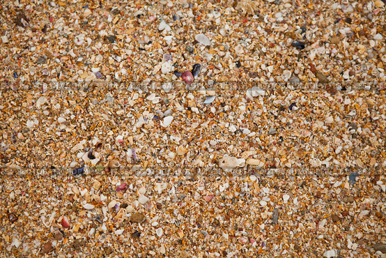 Sand and shell background. Стоковое фото, фотограф Elina Manninen / Smarterpix / Фотобанк Лори