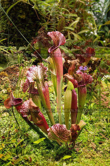 Саррацения (Sarracenia leucophylla) и венерина мухоловка (Dionaea muscipula) - хищные насекомоядные растения в ботаническом саду. Стоковое фото, фотограф Наталья Волкова / Фотобанк Лори