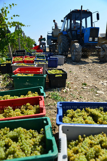 Сбор белого винограда Pinot Blanc (Пино Блан), компания " Абрау Дюрсо", город Новороссийск (2013 год). Редакционное фото, фотограф Игорь Архипов / Фотобанк Лори