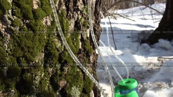 Сбор берёзового сока в лесу. Collecting birch sap in the forest. Стоковое видео, видеограф Евгений Романов / Фотобанк Лори