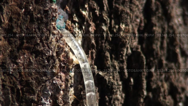 Сбор берёзового сока в лесу. Collecting birch sap in the forest. Стоковое видео, видеограф Евгений Романов / Фотобанк Лори