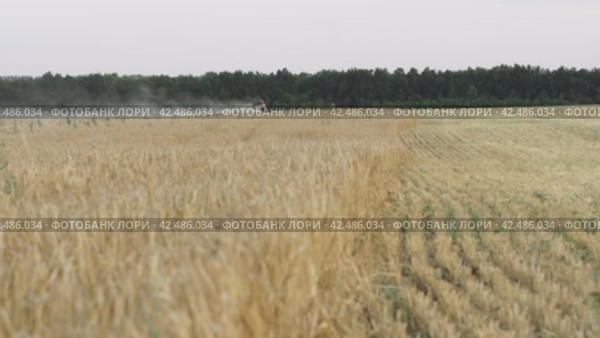 Сбор урожая, комбайн собирает рожь harvesting, combine harvesting rye. Стоковое видео, видеограф Опока Алексей / Фотобанк Лори