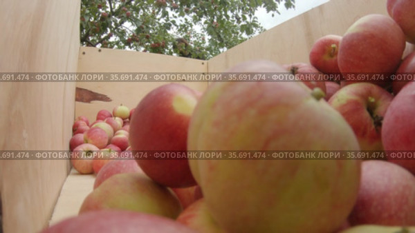 Сбор яблок в яблоневом саду. Picking apples in the apple orchard. Стоковое видео, видеограф Евгений Романов / Фотобанк Лори