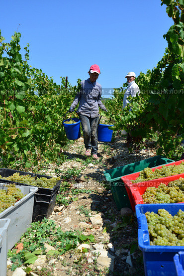 Сборщицы белого винограда Pinot Blanc (Пино Блан), на плантации Абрау Дюрсо, Новороссийск (2013 год). Редакционное фото, фотограф Игорь Архипов / Фотобанк Лори