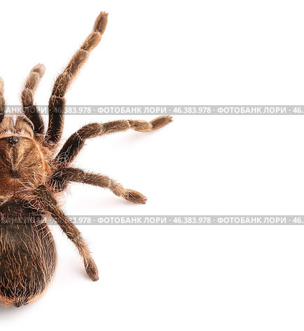 Scary tarantula spider on white background. Стоковое фото, фотограф Pixel_shot / Фотобанк Лори