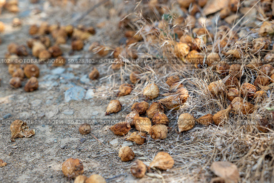 Scattered dried figs lying on parched soil with dead grass, illustrating the impact of drought on agriculture and fruit crops. Стоковое AI-изображение, AI-художник Башкирова Анна / Фотобанк Лори