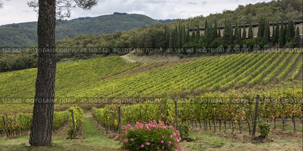 Scenic view of vineyards, Radda in Chianti, Tuscany, Italy. Стоковое фото, агентство Ingram Publishing / Фотобанк Лори