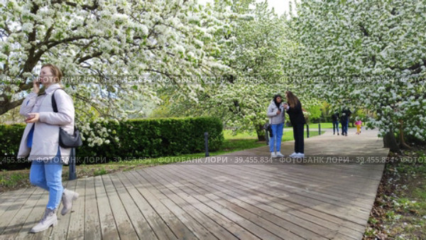 Счастливые люди прогуливаются по городскому саду и фотографируют цветущие яблони. Весеннее цветение фруктовых деревьев. Яблоневый сад в парке Музеон. Люди ходят по деревянной дорожке. Москва, Россия - 9 мая 2022 года. Happy people are strolling through the city garden and taking pictures of blooming apple trees. Spring flowering of fruit trees. Apple orchard in Muzeon Park. People walk on a wooden path. Moscow, Russia - May 9, 2022. Редакционное видео, видеограф Ирина / Фотобанк Лори