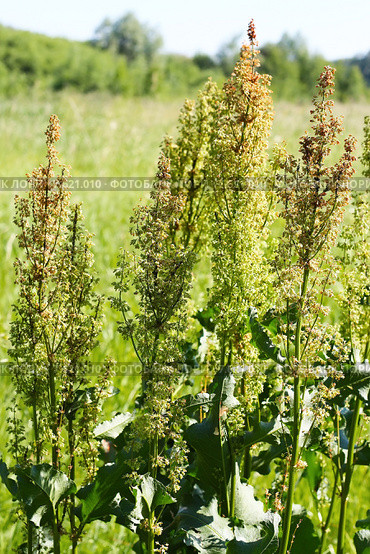 Щавель конский (лат. Rumex confertus) — многолетнее травянистое растение; вид рода Щавель семейства Гречишные (Polygonaceae) Стоковое фото, фотограф Евгений Мухортов / Фотобанк Лори