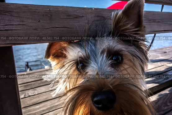Щенок йоркширского терьера смотрит в камеру на фоне воды/ A small Yorkshire terrier looks through the ridge in the fence. Стоковое фото, фотограф Iva Noel / Фотобанк Лори