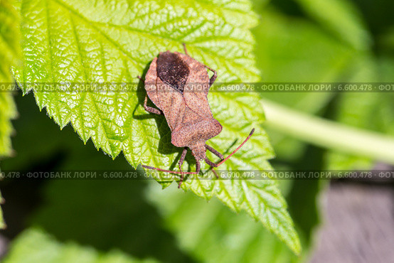 Щитник красноногий - лесной клоп  (Pentatoma rufipes) Стоковое фото, фотограф Евгений Ткачёв / Фотобанк Лори