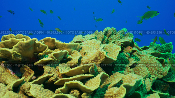 School of Sea Goldie or Lyretail Anthias, Orange Basslet (Pseudanthias squamipinnis) floats above Lettuce coral or Yellow Scroll Coral (Turbinaria reniformis) in blue water, Red sea, Egypt. Стоковое фото, фотограф Некрасов Андрей / Фотобанк Лори