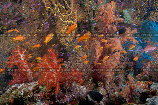 Schooling scalefin anthias fish and soft corals of Beqa Lagoon, Fiji. Terry Moore/Stocktrek Images/TASS. Стоковое фото, агентство ТАСС / Фотобанк Лори
