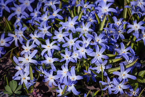 Scilla luciliae, Хионодокса. Стоковое фото, фотограф Юлия Бабкина / Фотобанк Лори