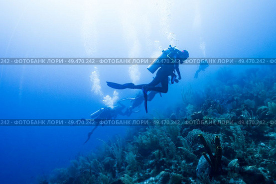 Scuba divers underwater, Dive Site, East Wall, Belize. Стоковое фото, агентство Ingram Publishing / Фотобанк Лори