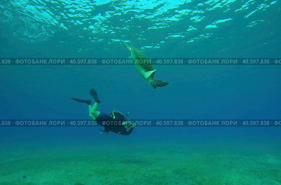 Scubadiver filming Sea Turtle swims down to seabed. Male aquanaut shoots video Green Sea Turtle (Chelonia mydas) dives on seagrass meadow and eating algae. Стоковое фото, фотограф Некрасов Андрей / Фотобанк Лори