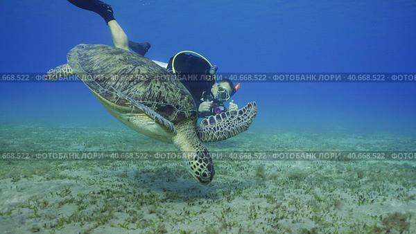 Scubadiver filming Sea Turtle swims down to seabed. Male aquanaut shoots video Green Sea Turtle (Chelonia mydas) dives on seagrass meadow, Red sea, Egypt. Стоковое фото, фотограф Некрасов Андрей / Фотобанк Лори