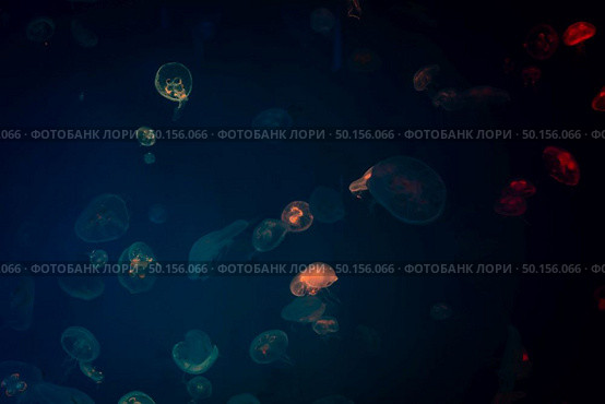 Sea Moon jellyfish with blue light background. Стоковое фото, агентство Ingram Publishing / Фотобанк Лори