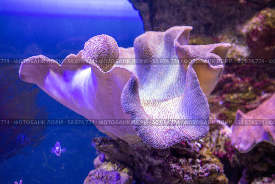 Sea reef - purple giant carpet sea anemone Stichodactyla gigantea. Стоковое фото, фотограф Евгений Ткачёв / Фотобанк Лори