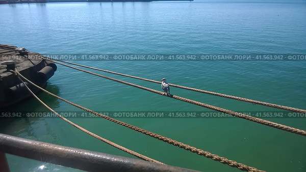 Seagull sitting on mooring ropes. Birds of the sea bay. Стоковое фото, фотограф Леонид Еремейчук / Фотобанк Лори