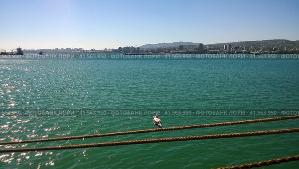 Seagull sitting on mooring ropes. Birds of the sea bay. Стоковое фото, фотограф Леонид Еремейчук / Фотобанк Лори