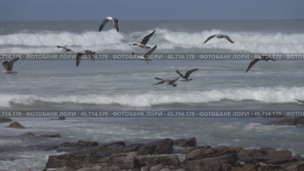 Seagulls flying over sea waves, slow motion. Стоковое видео, видеограф Михаил Коханчиков / Фотобанк Лори