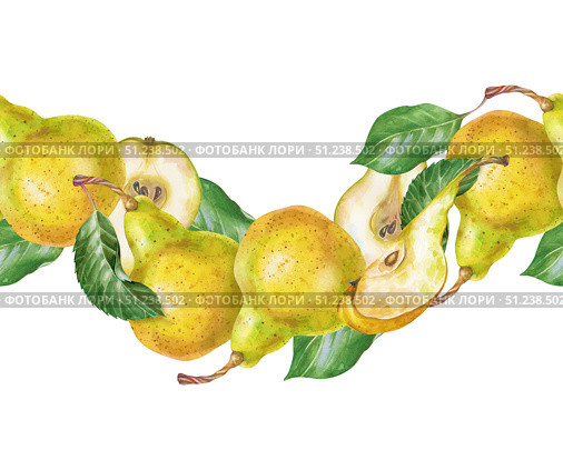 Seamless wavy border of ripe pears, hand-drawn. Watercolor illustration isolated on a white background. Whole pears, slices of fruit and green leaves. A botanical template for the design of healthy eating and autumn harvest themes. Стоковая иллюстрация, иллюстратор Беляева Елена / Фотобанк Лори