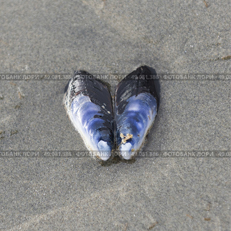 Seashell on sand, Cox Bay, Pacific Rim National Park Reserve, Tofino, Vancouver Island, British Columbia, Canada. Стоковое фото, агентство Ingram Publishing / Фотобанк Лори