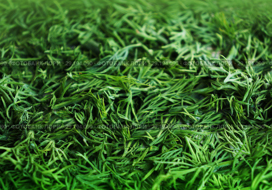 Seasoning from the green fennel cut for drying. Стоковое фото, фотограф ElenArt / Фотобанк Лори