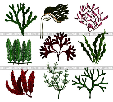 Seaweeds colorful flat set with 9 red brown green algae species against white background isolated vector illustration. Стоковая иллюстрация, агентство Ingram Publishing / Фотобанк Лори