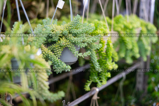 Sedum morganianum hanging in suspended planters on rack in plant store. Стоковое фото, фотограф Яков Филимонов / Фотобанк Лори