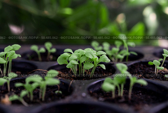 Seedlings in the planting tray. Selective focus. Стоковое фото, агентство Ingram Publishing / Фотобанк Лори