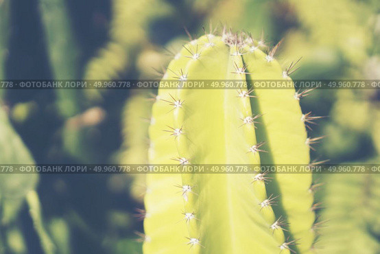 Selective focus close-up top-view shot on cactus cluster. well k. Selective focus close-up top-view shot on cactus cluster. well known species of cactus, endemic to east-central Mexico widely cultivated as an ornamental plant.. Selective focus close-up top-view shot on cactus cluster. well known species of cactus, endemic to east-central Mexico widely cultivated as an ornamental plant. Стоковое фото, агентство Ingram Publishing / Фотобанк Лори