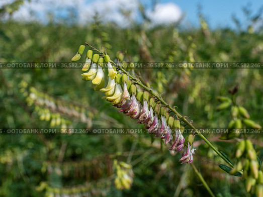 Сельскохозяйственные посевы астрагала перепончатого. Field of Mongolian milkvetch (Astragalus membranaceus). Стоковое фото, фотограф Евгений Романов / Фотобанк Лори