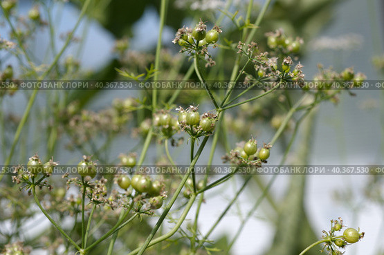 Семена кориандра посевного (лат. Coriandrum sativum) созревают в огороде. Стоковое фото, фотограф Елена Коромыслова / Фотобанк Лори