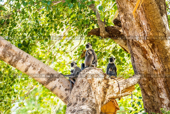Семья гульманов (Semnopithecus priam), или лангуров, сидит на ветвях большого дерева на фоне ствола дерева и зелёной листвы (2016 год). Стоковое фото, фотограф Анна Ефимова / Фотобанк Лори