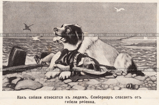 Сенбернар спасает от гибели ребенка. Иллюстрация из журнала "Нива" 1912 года. Стоковая иллюстрация, иллюстратор Макаров Алексей / Фотобанк Лори