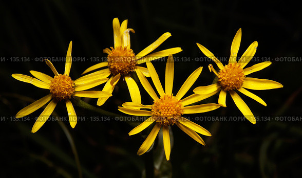 Senecio jacobea. Стоковое фото, фотограф Сергей Пристяжнюк (Serg Zastavkin) / Фотобанк Лори