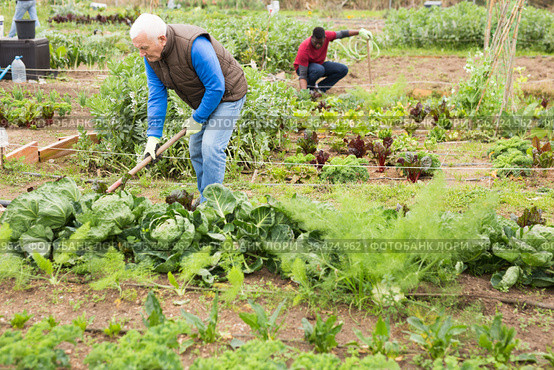 Senior man hoeing soil on vegetable rows. Стоковое фото, фотограф Яков Филимонов / Фотобанк Лори