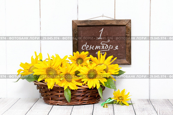 September 1. Sunflowers and a school board with the inscription. Стоковое фото, фотограф Наталья Осипова / Фотобанк Лори