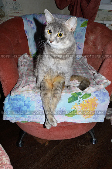 Серая кошечка инвалид Эдди на кресле как человек, свесив ноги  Gray disabled cat Eddie on a chair like a person, dangling his legs. Стоковое фото, фотограф Светлана Федорова / Фотобанк Лори