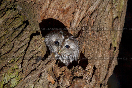 Серая неясыть сидит в дупле (strix aluco) Стоковое фото, фотограф Вячеслав Орос / Фотобанк Лори