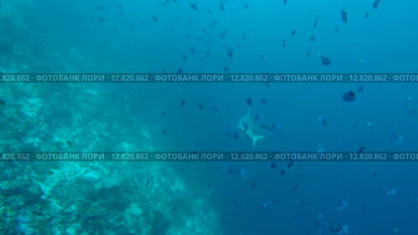 Серая рифовая акула (Carcharhinus amblyrhynchos) плывет рядом с коралловым рифом, Индийский океан, Мальдивские острова. Стоковое видео, видеограф Некрасов Андрей / Фотобанк Лори