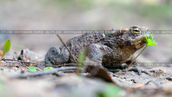 Серая жаба / Bufo bufo or European toad walking in spring forest. Стоковое видео, видеограф Сергей Пристяжнюк (Serg Zastavkin) / Фотобанк Лори