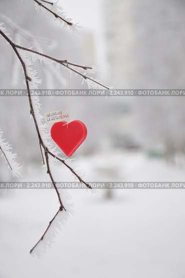 Сердце. Стоковое фото, фотограф Новикова Екатерина / Фотобанк Лори